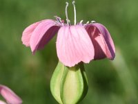 Vaccaria hispanica 2, Koekruid, Saxifraga-Sonja Bouwman  914. Koekruid - Vaccaria hispanica - Caryophyllaceae familie (zw)