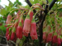 Vaccinium cylindraceum