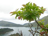 Vaccinium cylindraceum 2, Saxifraga-Ed Stikvoort