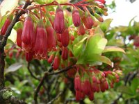 Vaccinium cylindraceum 5, Saxifraga-Ed Stikvoort