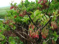 Vaccinium cylindraceum 6, Saxifraga-Ed Stikvoort