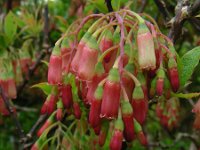 Vaccinium cylindraceum 7, Saxifraga-Ed Stikvoort