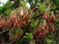 Vaccinium cylindraceum 8, Saxifraga-Ed Stikvoort