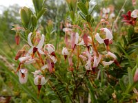 Vaccinium macrocarpon 27, Grote veenbes, Saxifraga-Ed Stikvoort