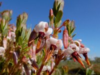 Vaccinium macrocarpon 30, Grote veenbes, Saxifraga-Ed Stikvoort