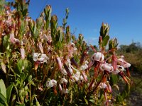 Vaccinium macrocarpon 32, Grote veenbes, Saxifraga-Ed Stikvoort