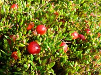 Vaccinium oxycoccos 48, Kleine veenbes,  Saxifraga-Hans Grotenhuis