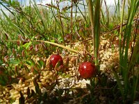 Vaccinium oxycoccos 51, Kleine veenbes, Saxifraga-Hans Grotenhuis