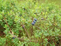 Vaccinium uliginosum 30, Rijsbes, Saxifraga-Hans Grotenhuis