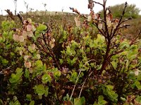 Vaccinium uliginosum 33, Rijsbes, Saxifraga-Ed Stikvoort