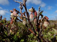 Vaccinium uliginosum 34, Rijsbes, Saxifraga-Ed Stikvoort