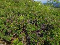 Vaccinium uliginosum 35, Rijsbes, Saxifraga-Ed Stikvoort : Notre Dame de l'Hermitage Pierre-sur-Haute Vallée de Fossat