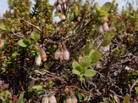 Vaccinium uliginosum 36, Rijsbes, Saxifraga-Ed Stikvoort