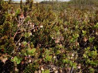 Vaccinium uliginosum 37, Rijsbes, Saxifraga-Ed Stikvoort