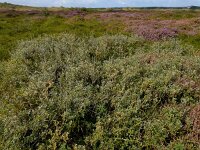 Vaccinium uliginosum 38, Rijsbes, Saxifraga-Ed Stikvoort