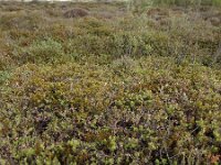 Vaccinium uliginosum 39, Rijsbes, Saxifraga-Ed Stikvoort