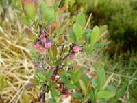 Vaccinium uliginosum 40, Rijsbes, Saxifraga-Ed Stikvoort : Col de la Loge en Sagne Bourrue en La Pigne s9900