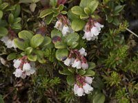 Vaccinium vitis-idaea 59, Rode bosbes, Saxifraga-Willem van Kruijsbergen
