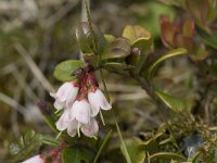 Vaccinium vitis-idaea 60, Rode bosbes, Saxifraga-Willem van Kruijsbergen