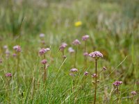 Valeriana dioica 32, Kleine valeriaan, Saxifraga-Mark Zekhuis