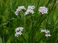 Valeriana dioica 35, Kleine valeriaan ,Saxifraga-Ed Stikvoort : Pierre de Haute s9900