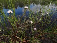 Valeriana dioica 36, Kleine valeriaan, Saxifraga-Ed Stikvoort : Breskens