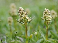 Valeriana elongata