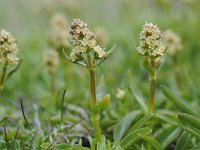 Valeriana elongata 2, Saxifraga-Luuk Vermeer