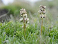 Valeriana elongata 3, Saxifraga-Luuk Vermeer