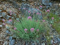 Valeriana lecoqii
