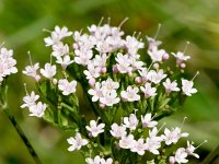 Valeriana montana 23, Saxifraga-Sonja Bouwman  Mountain valerian - Valeriana montana - Caprifoliaceae familie; Croda Rossa (Moos, I)