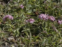 Valeriana montana 28, Saxifraga-Willem van Kruijsbergen