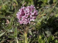 Valeriana montana 29, Saxifraga-Willem van Kruijsbergen