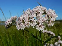 Valeriana officinalis 30, Echte valeriaan, Saxifraga-Ed Stikvoort