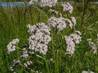 Valeriana officinalis 32, Echte valeriaan, Saxifraga-Ed Stikvoort