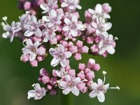 Valeriana officinalis 33, Echte valeriaan, Saxifraga-Hans Dekker