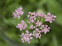 Valeriana pyrenaica 9, Saxifraga-Willem van Kruijsbergen