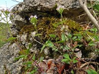Valeriana tripteris 22, Saxifraga-Hans Grotenhuis