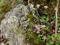 Valeriana tripteris 25, Saxifraga-Hans Grotenhuis