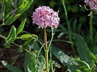 Valeriana tuberosa 1, Saxifraga-Willem van Kruijsbergen