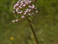 Valeriana tuberosa 10, Saxifraga-Jan van der Straaten