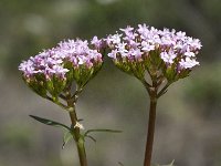 Valeriana tuberosa 11, Saxifraga-Willem van Kruijsbergen