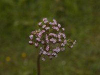 Valeriana tuberosa 12, Saxifraga-Jan van der Straaten