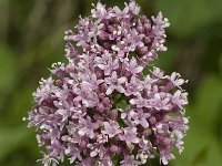 Valeriana tuberosa 13, Saxifraga-Jan van der Straaten