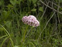 Valeriana tuberosa 14, Saxifraga-Jan van der Straaten