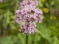 Valeriana tuberosa 15, Saxifraga-Jan van der Straaten