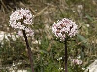 Valeriana tuberosa 16, Saxifraga-Willem van Kruijsbergen