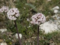 Valeriana tuberosa 17, Saxifraga-Willem van Kruijsbergen