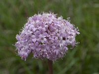 Valeriana tuberosa 18, Saxifraga-Willem van Kruijsbergen