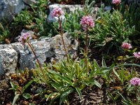 Valeriana tuberosa 2, Saxifraga-Willem van Kruijsbergen